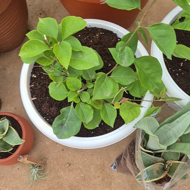Photo of the plant species Lesser Bougainvillea by @WiseAjídulce49 named Scarlett on Greg, the plant care app