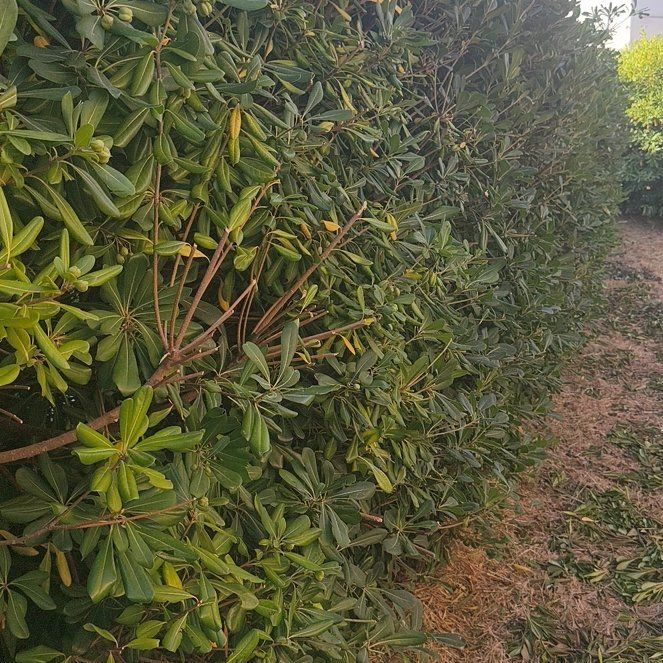 Photo of the plant species Japanese Cheesewood by @ProLecanora78 named Morgan Treeman on Greg, the plant care app