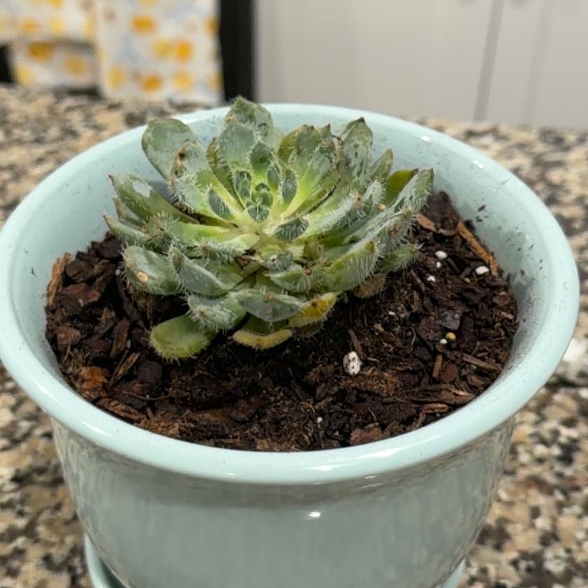 Photo of the plant species Echeveria setosa 'FO-42' by @WittyChilli59 named Miley on Greg, the plant care app