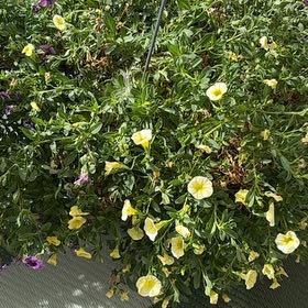 Photo of the plant species Seaside Petunia by @ZarfRosegrape83 named Planty on Greg, the plant care app