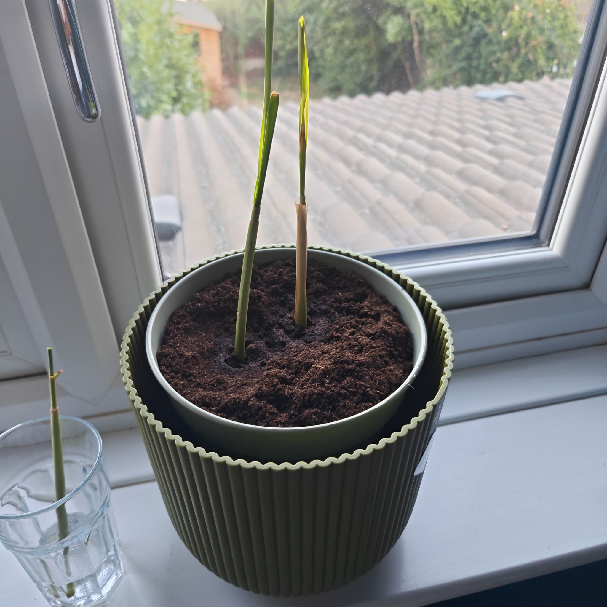Photo of the plant species Lemon Grass by @AwakeSarcodes93 named Lucy on Greg, the plant care app