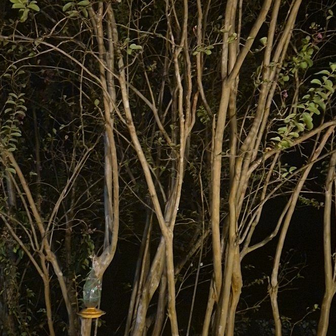 Photo of the plant species Crape Myrtle by @FabLychee42 named Surya on Greg, the plant care app