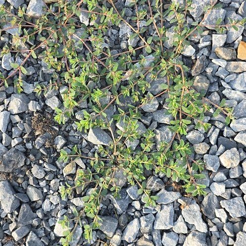 Photo of the plant species Milk Purslane by @ProBoneset82 named Sanders on Greg, the plant care app