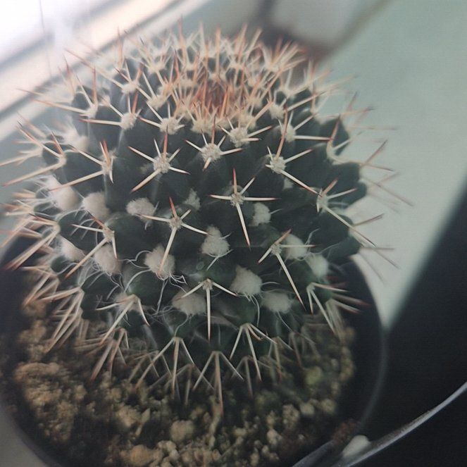 Photo of the plant species Mammillaria Uncinata by @AceFuscia93 named Harper on Greg, the plant care app