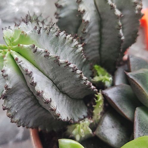Photo of the plant species Canary Island Spurge by @ChosenRosilla50 named Xena on Greg, the plant care app