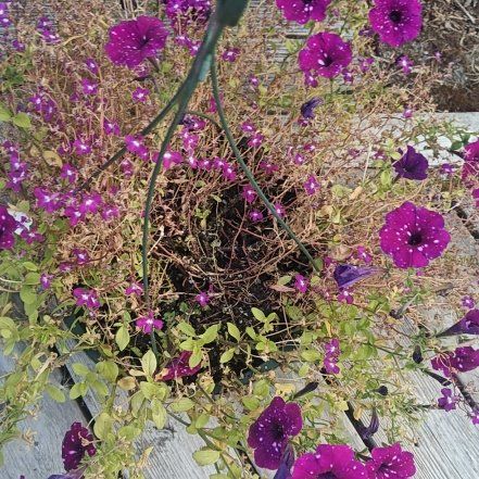 Photo of the plant species Sweet Alyssum by @BriskOkra41 named Mochi on Greg, the plant care app