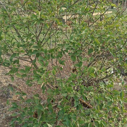 Photo of the plant species Tatarian Honeysuckle by @BriskOkra41 named Curie on Greg, the plant care app