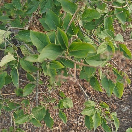 Photo of the plant species Lilac by @BriskOkra41 named Dax on Greg, the plant care app