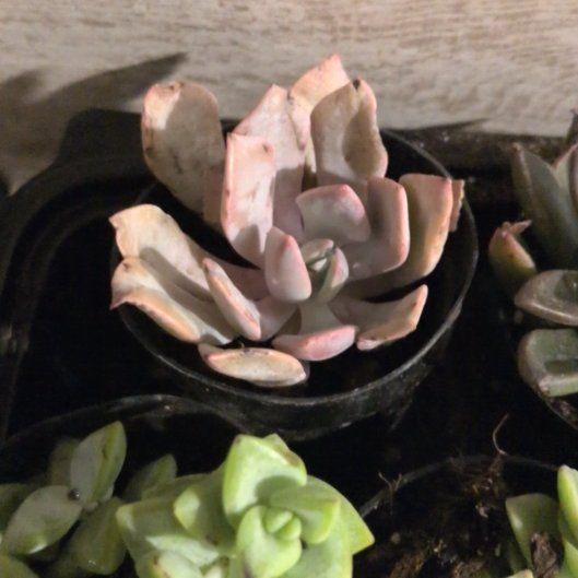 Photo of the plant species Bluff Lettuce by @DanyThaCahleesi named Taylor Swift on Greg, the plant care app