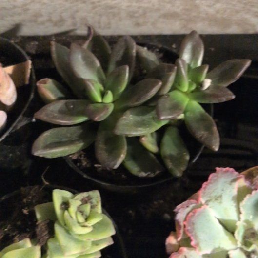 Photo of the plant species Bluff Lettuce by @DanyThaCahleesi named Gaga on Greg, the plant care app