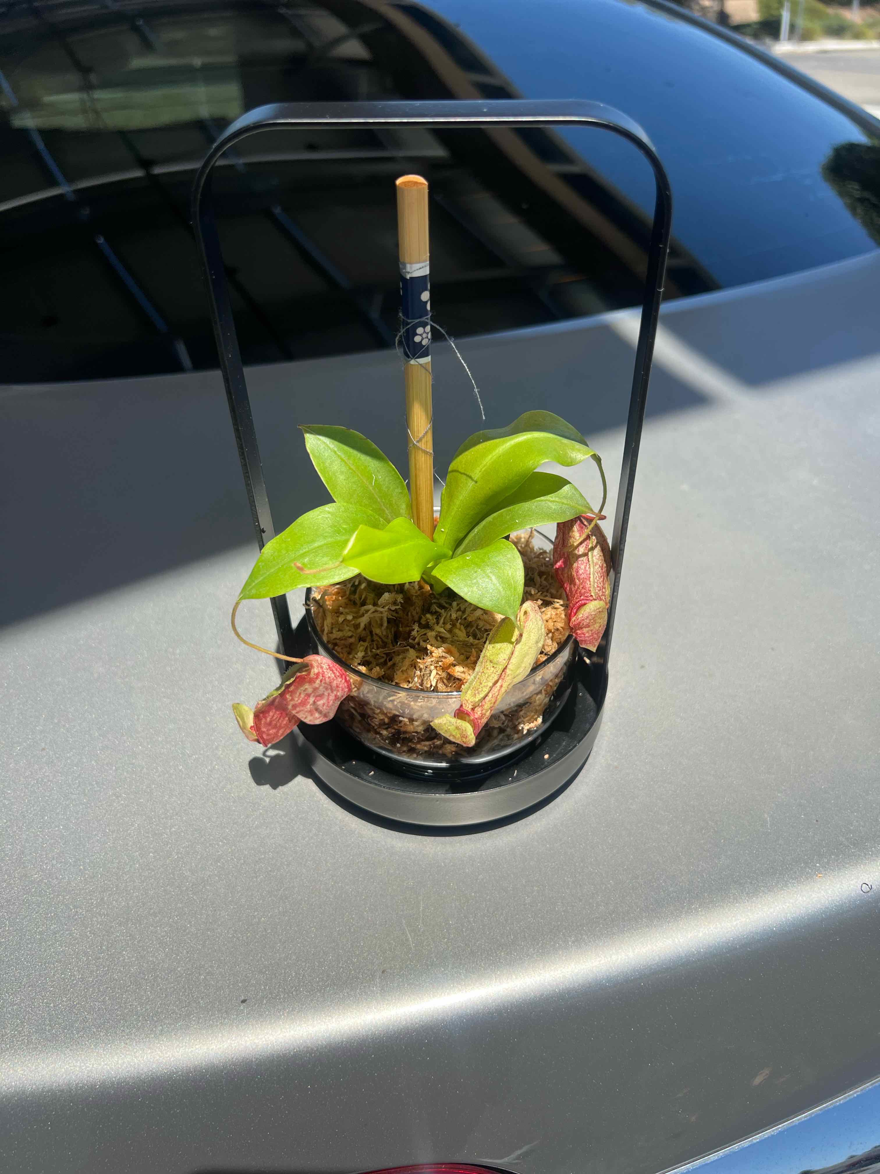 Photo of the plant species Spotted Pitcher Plant by @AwakeJade13 named Peter Parker on Greg, the plant care app