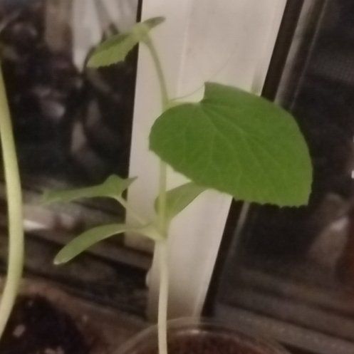 Photo of the plant species melon by @wildcat285 named Spikey edge on Greg, the plant care app