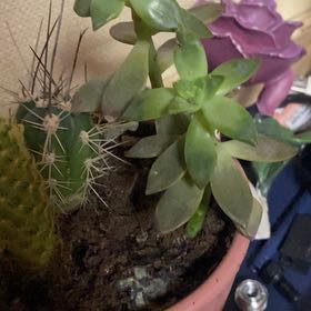 Photo of the plant species Pachyveria Haagei by @FitOricad74 named Captain Plant-it on Greg, the plant care app