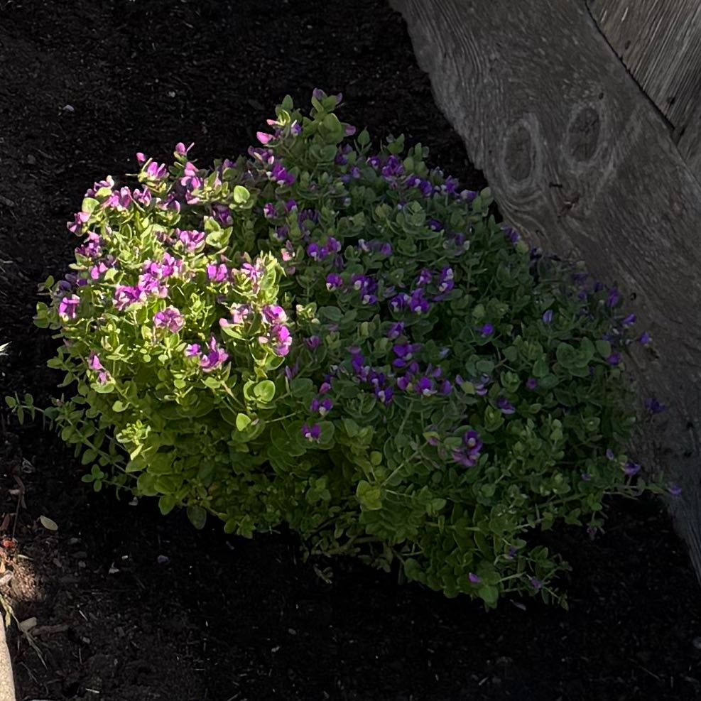 Photo of the plant species Sweet Pea Shrub Petite Butterfly by @FitFantasy48 named Sweet pea shrub on Greg, the plant care app