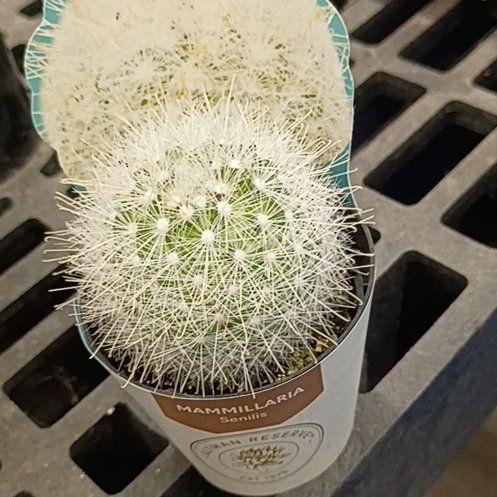 Photo of the plant species Mammillaria senilis by @ZarfRossavens78 named Frank on Greg, the plant care app