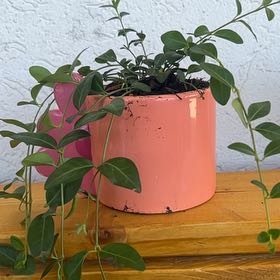 Photo of the plant species Lesser Periwinkle by @AlertSedge7 named Dick und Doof on Greg, the plant care app