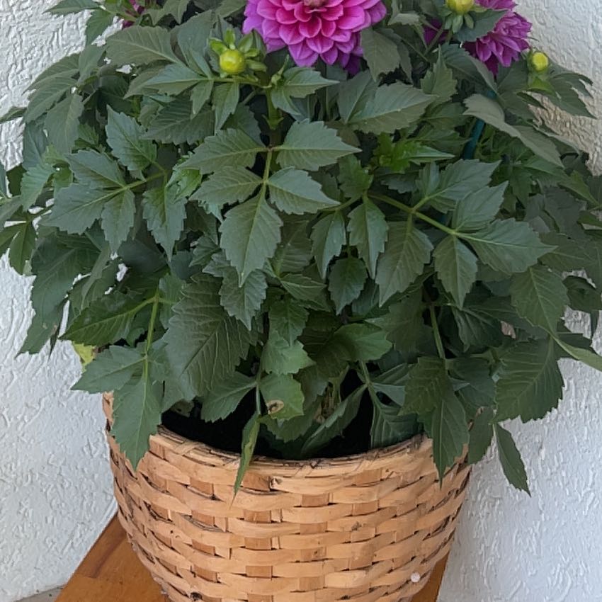 Photo of the plant species Garden Dahlia by @AlertSedge7 named Lilo on Greg, the plant care app