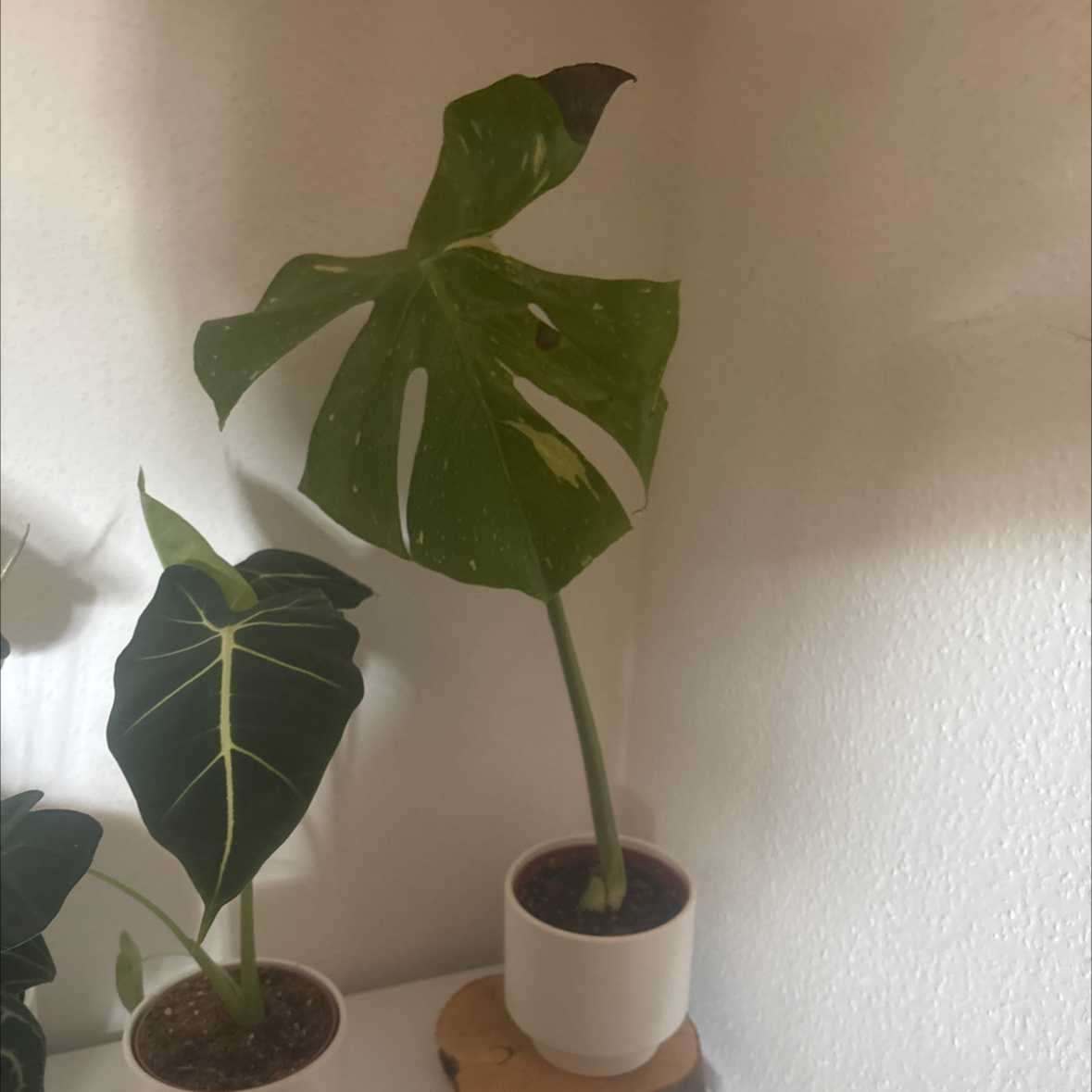 Photo of the plant species monstera Thai Con by @ImpishLychee7 named Gobi on Greg, the plant care app