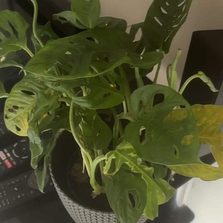 Photo of the plant species Monstera monkey leaf by @ModernTievine20 named Kardashian on Greg, the plant care app
