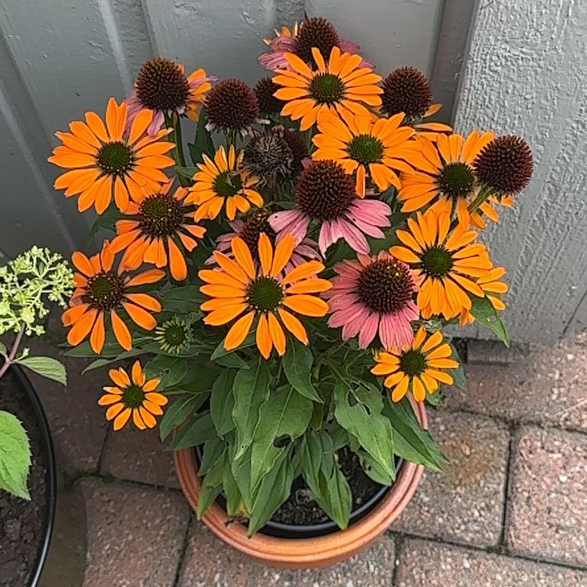 Photo of the plant species Purple Coneflower by @SweetNutgrass84 named Orlando Bloom on Greg, the plant care app
