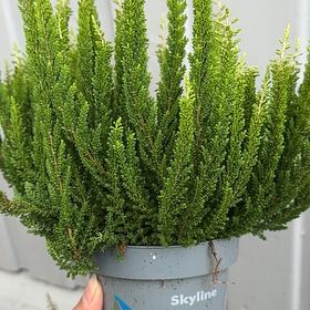 Photo of the plant species Heather by @SweetNutgrass84 named Bieber on Greg, the plant care app