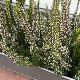 Photo of the plant species Heather by @SweetNutgrass84 named Navajo on Greg, the plant care app