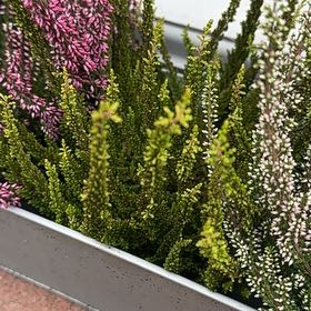Photo of the plant species Heather by @SweetNutgrass84 named Sanders on Greg, the plant care app