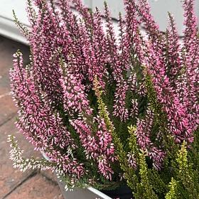 Photo of the plant species Heather by @SweetNutgrass84 named Kesha on Greg, the plant care app