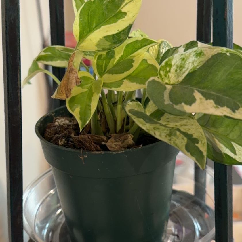 Photo of the plant species Epipremnum 'Njoy' by @DreamboatBetel named Fernie Saunders on Greg, the plant care app