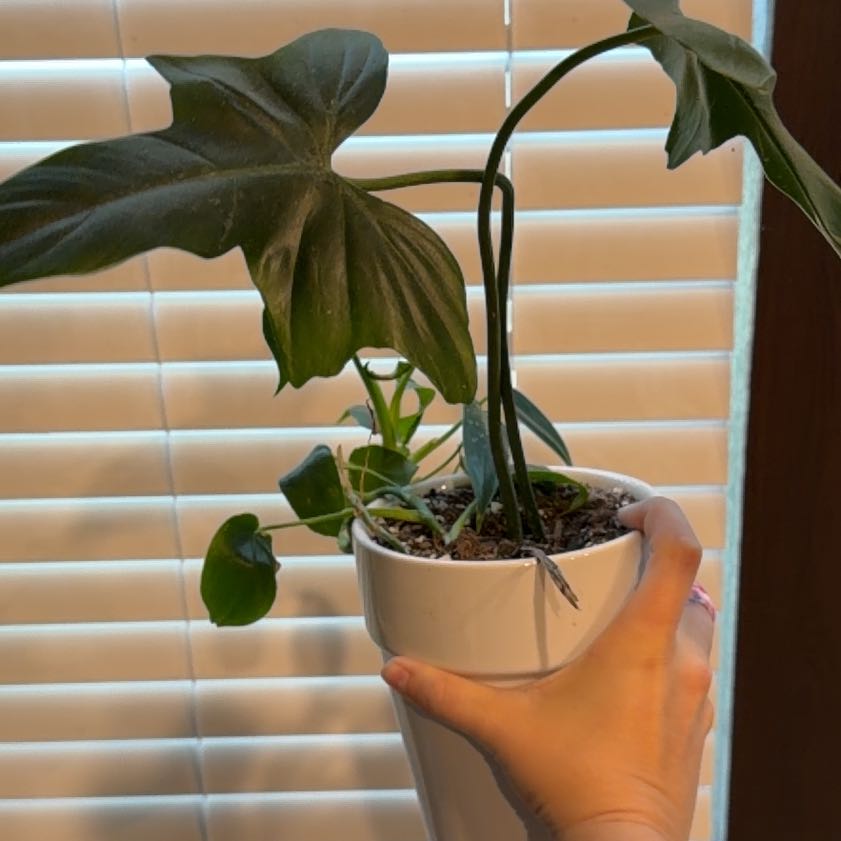 Photo of the plant species Philodendron Bipennifolium by @DreamboatBetel named Orlando Bloom on Greg, the plant care app