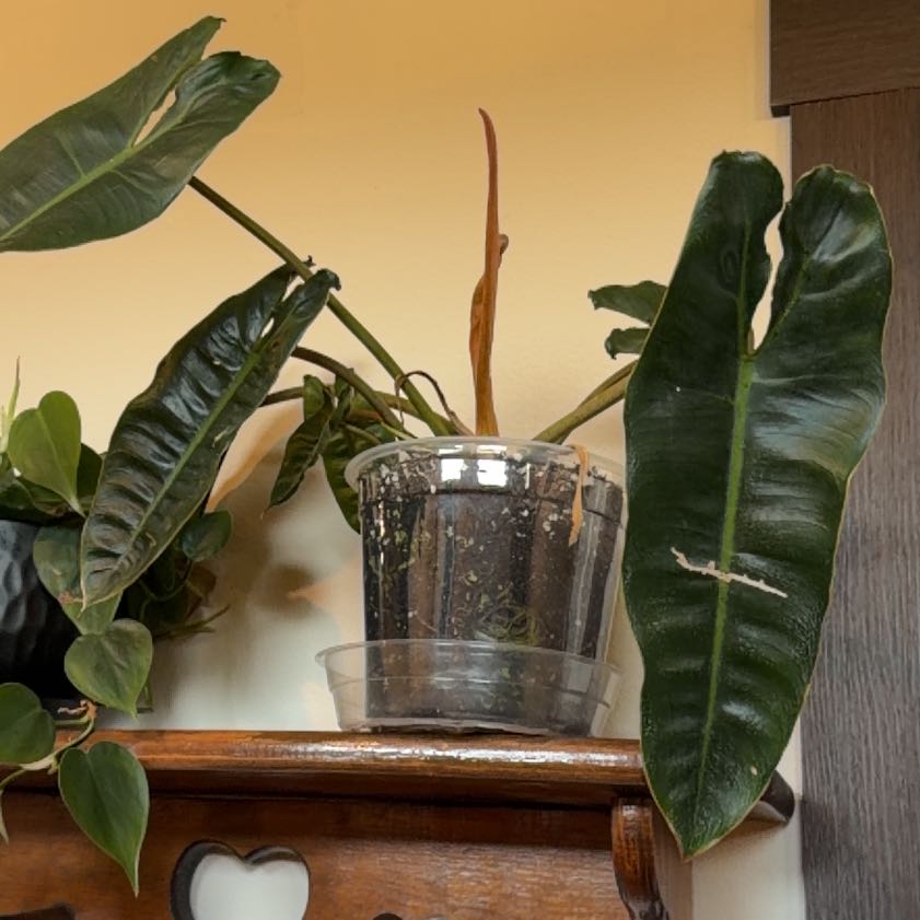 Photo of the plant species Philodendron billietiae by @DreamboatBetel named Ulysses S Plant on Greg, the plant care app