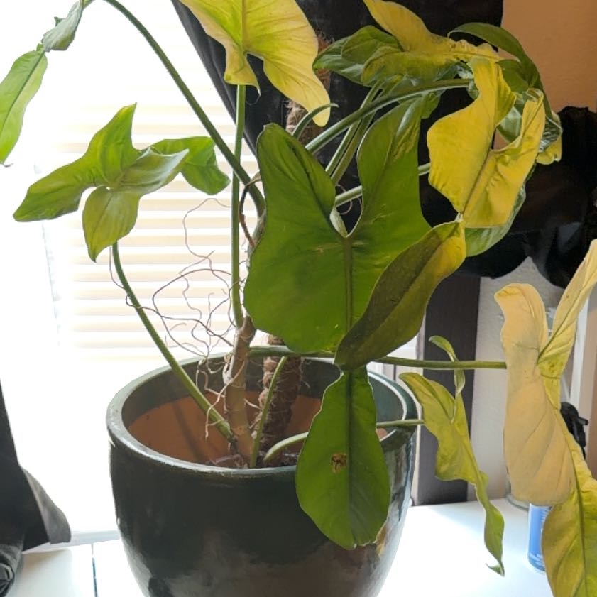 Photo of the plant species Philo Golden Dragon by @DreamboatBetel named Luna on Greg, the plant care app