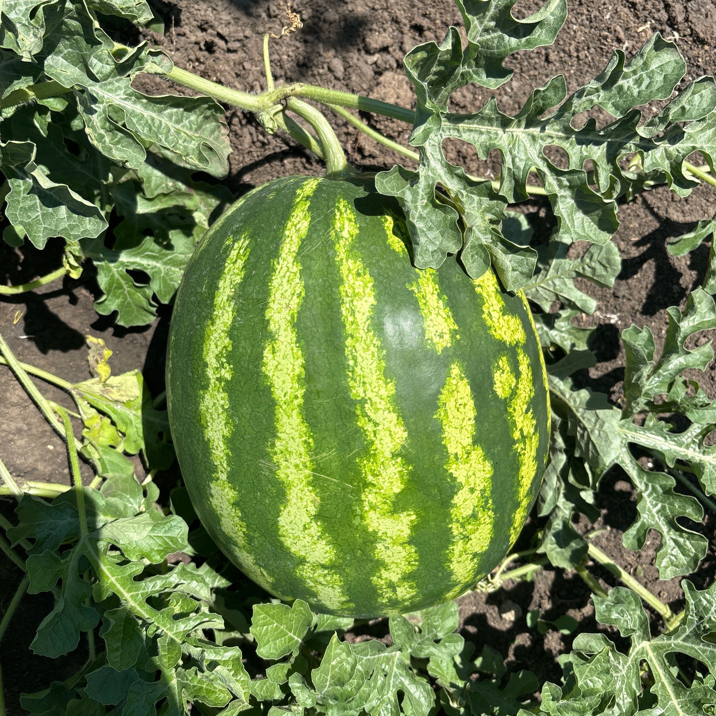 Photo of the plant species Watermelon by @ExecTobacco90 named Morgan Treeman on Greg, the plant care app
