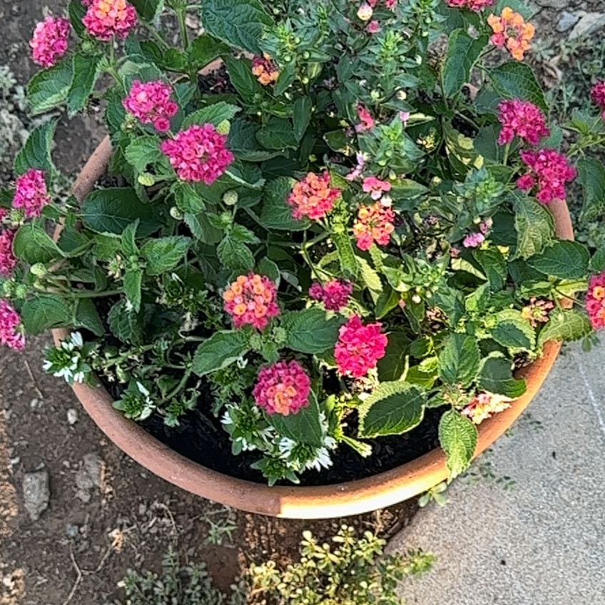 Photo of the plant species Yellow Sage by @FitPinusmugo89 named Harmony on Greg, the plant care app