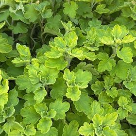 Photo of the plant species Greater Celandine by @FitPinusmugo89 named Walt on Greg, the plant care app