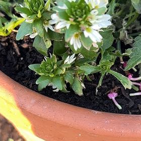 Photo of the plant species Callistephus Chinensis by @FitPinusmugo89 named Marilyn on Greg, the plant care app