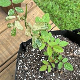 Photo of the plant species Multiflora Rose by @CuteDecodon13 named Kesha on Greg, the plant care app