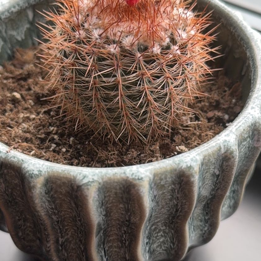 Photo of the plant species Red-Headed Irishman by @UnbiasedMahoe9 named Cacti on Greg, the plant care app