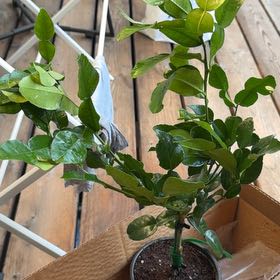 Photo of the plant species Kaffir lime by @DaringlyMelon90 named Elle on Greg, the plant care app