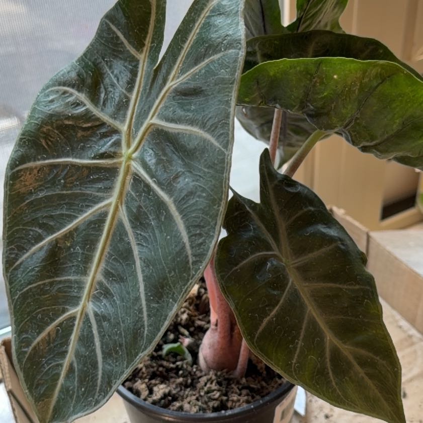 Photo of the plant species Pink Princess Alocasia by @DaringlyMelon90 named Dolores on Greg, the plant care app