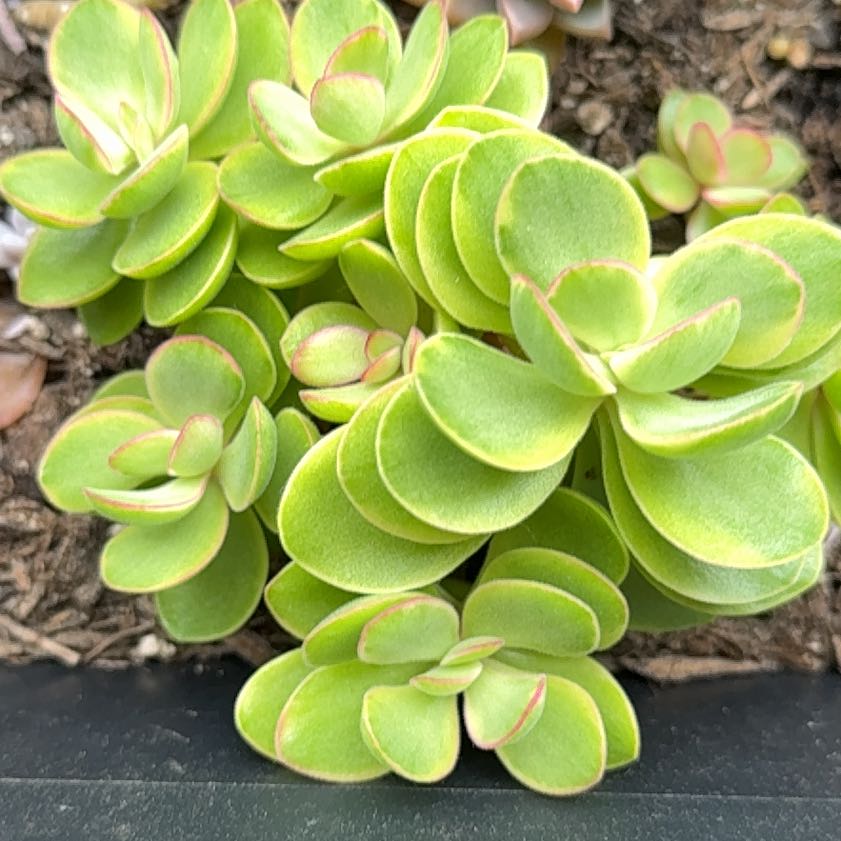 Photo of the plant species Fairy Crassula by @LargeRedash32 named Taylor Swift on Greg, the plant care app