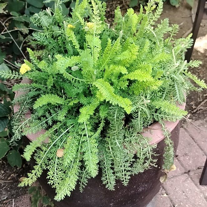 Photo of the plant species Fernleaf Yarrow by @AbleMedeola4 named Neville on Greg, the plant care app
