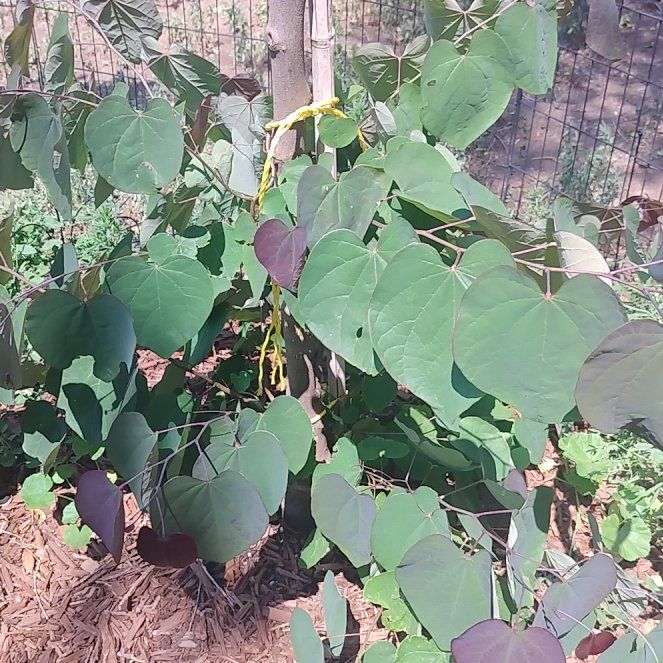 Photo of the plant species Western Redbud by @AbleMedeola4 named Gaga on Greg, the plant care app