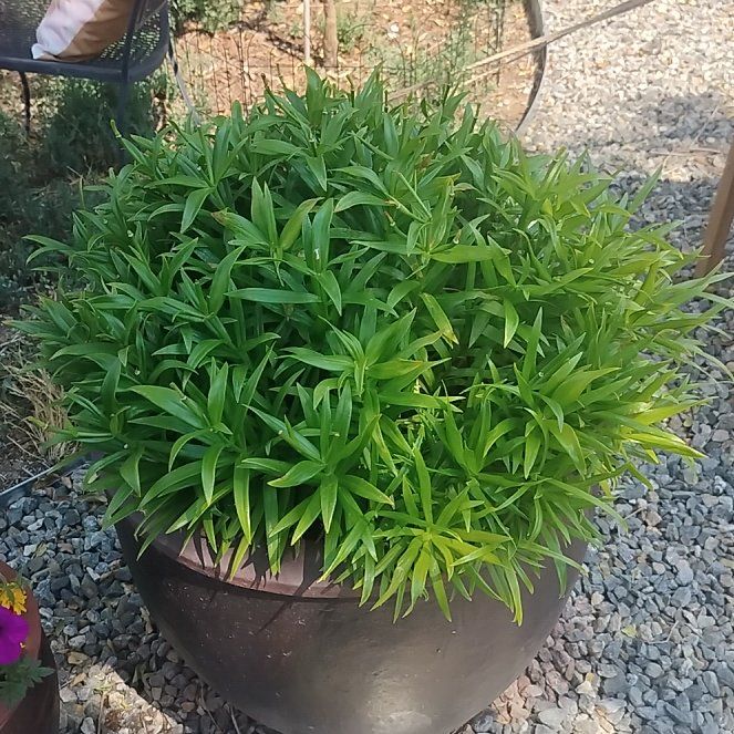 Photo of the plant species Easter Lily by @AbleMedeola4 named Sahara on Greg, the plant care app