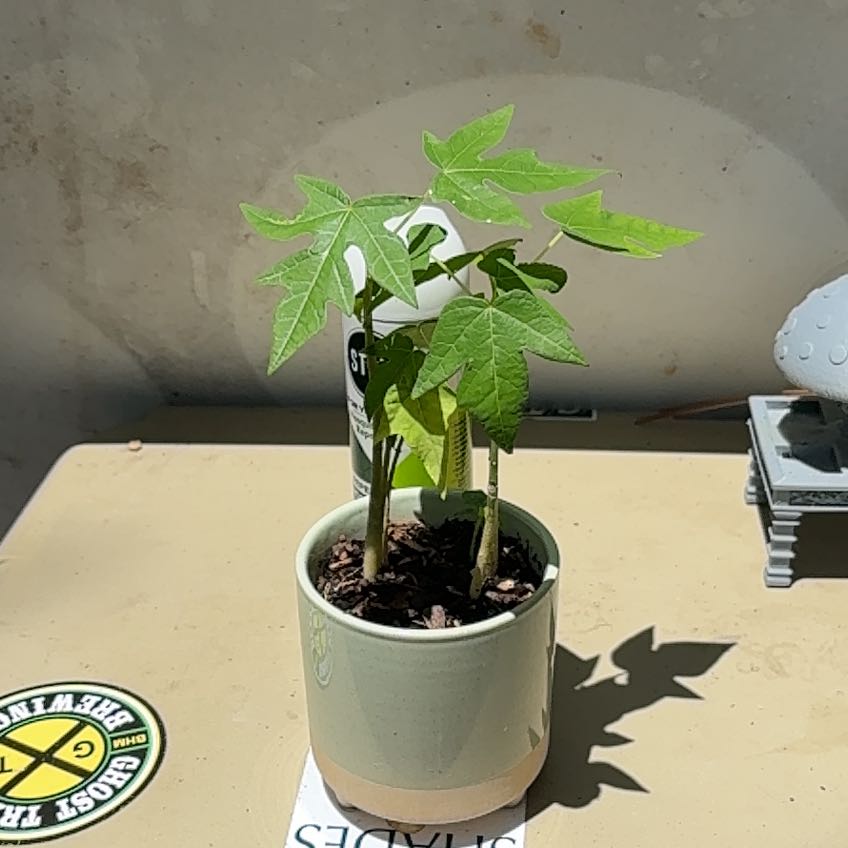 Photo of the plant species Papaya by @Durnvikit named Zeus on Greg, the plant care app