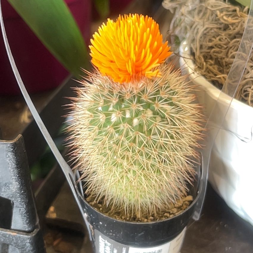 Photo of the plant species Assorted Cactus by @TrustworthyNoni named Bella on Greg, the plant care app