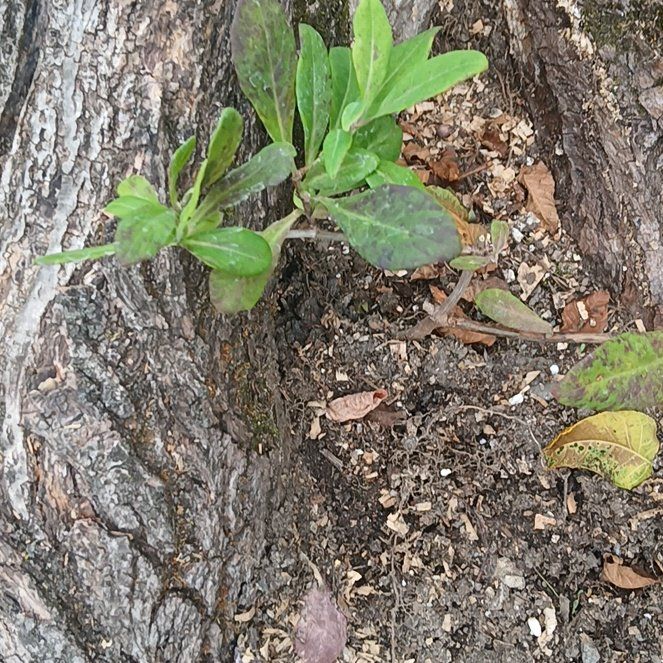 Photo of the plant species Lonicera Sempervirens by @YoungMystax54 named ChloroPhil on Greg, the plant care app