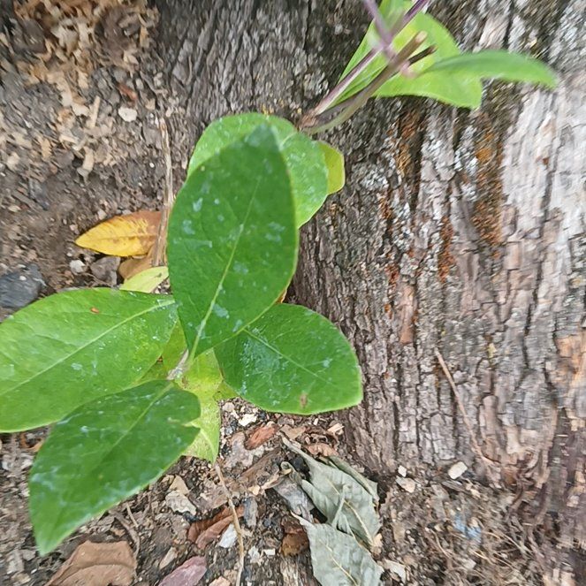 Photo of the plant species Honeysuckle by @YoungMystax54 named Kardashian on Greg, the plant care app