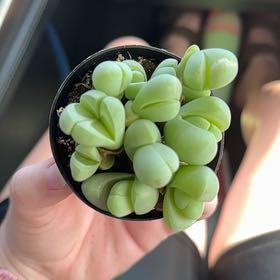 Photo of the plant species Gibbaeum by @EnhancedKanna72 named Winston on Greg, the plant care app