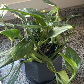 Photo of the plant species monstera standleyana by @GemDuncecap47 named Sigmund on Greg, the plant care app